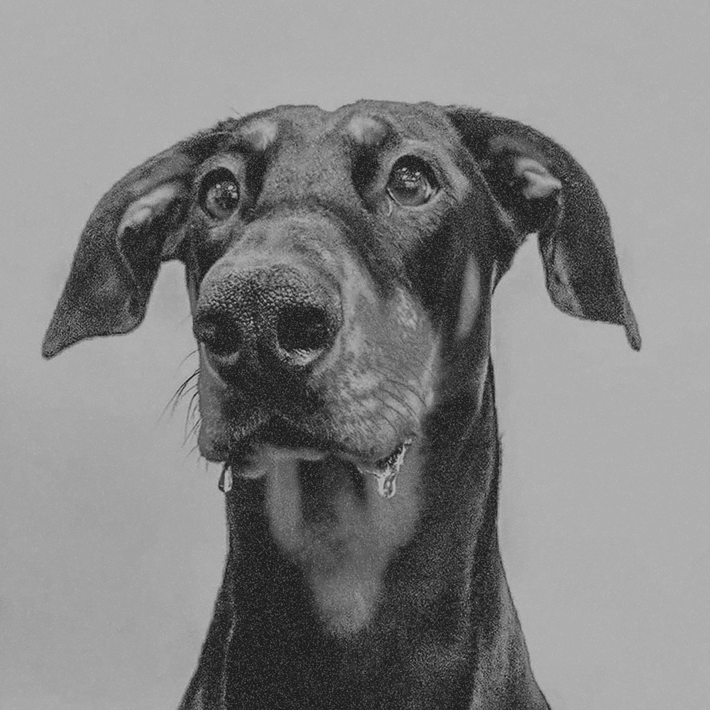 This black and white image features a close-up portrait of a Doberman Pinscher looking slightly upwards with an intense expression. The artwork is created in a stippling or pointillist style, using thousands of tiny dots to create depth, shadow, and texture. The dog's ears are floppy rather than cropped, and there are visible droplets of saliva hanging from its jowls, adding a sense of realism and anticipation. The background is a solid, neutral grey that makes the detailed stippling of the dog's coat stand out.